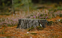 Dessouchage d'arbre et haie 94